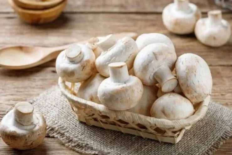 Qubada bir ailənin 3 üzvü göbələkdən zəhərləndi 