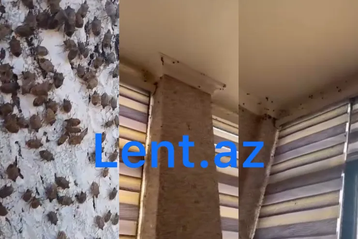 Zaqatalanı böcəklər basdı, sakinlər evə girə bilmir - RƏSMİ AÇIQLAMA  - YENİLƏNİB 