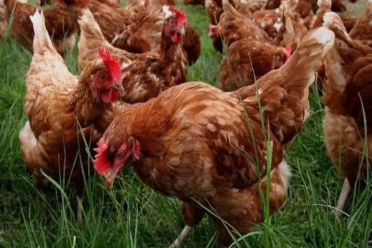 Toyuğun çox yumurtlaması üçün   asan üsul