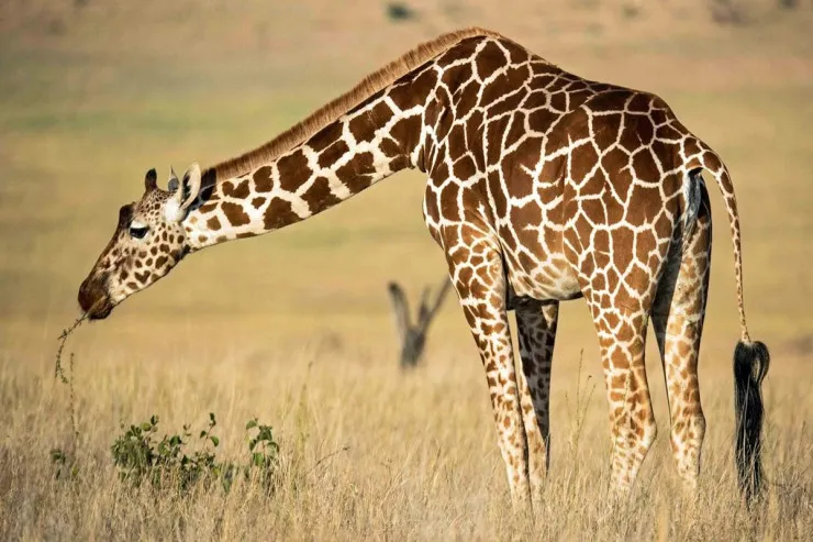 30 dəqiqə yatır,  nəhəng ürəyi var:   Zürafə haqqında maraqlı faktlar  