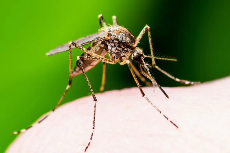 Ən böyük ağcaqanad yetişdirmə  fabriki açıldı - Bu xəstəliklə mübarizə  üçün