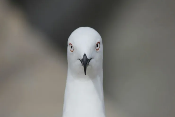 Qağayı tiktoker qızların telefonunu  oğurladı -  VİDEO 