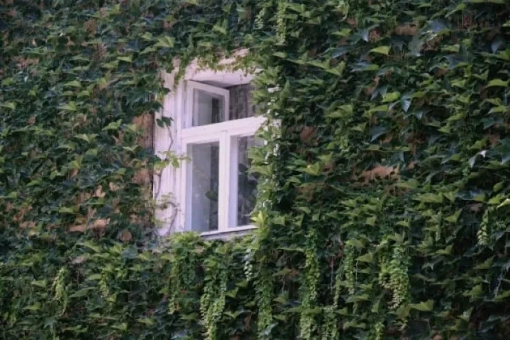 Evin yaxınlığında əkilməməsi lazım olan dörd "aqressiv" bitki 