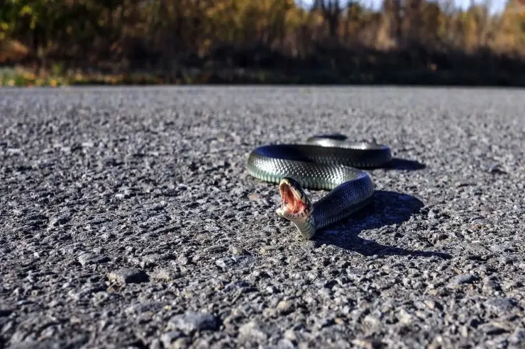 Sərxoş kişini sancan ilan  öldü