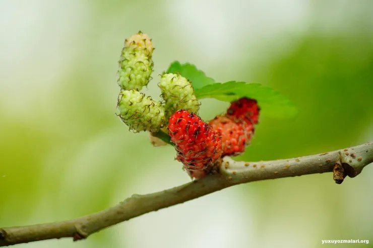 Yuxuda tut yemək  nə deməkdir?