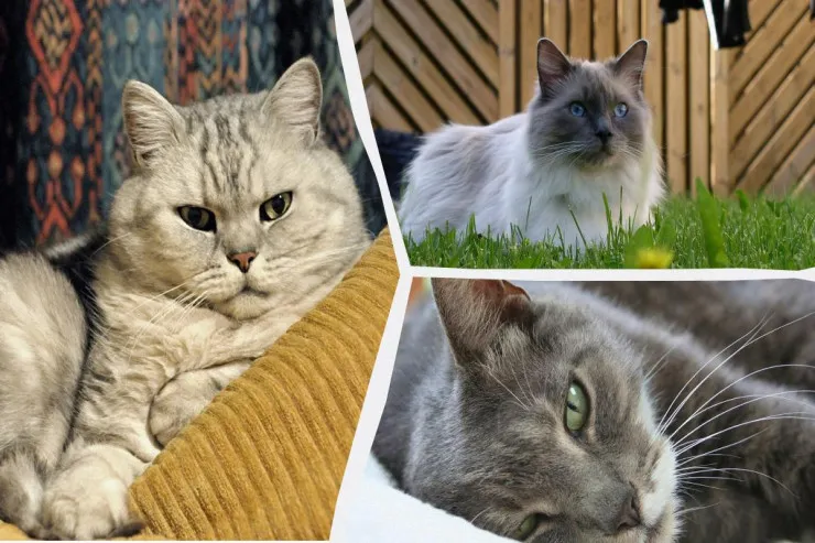 Evdə saxlamaq üçün ən uyğun pişiklər 