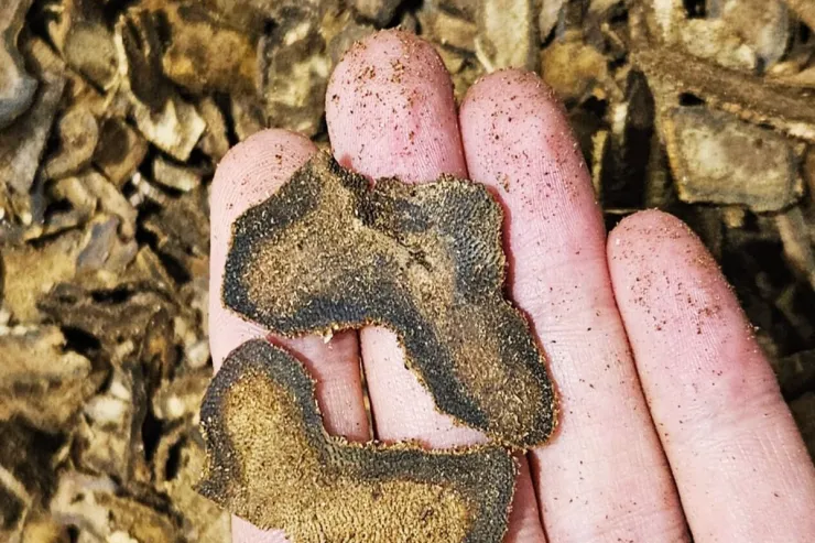 Bu ağac qızıldan da  bahadır