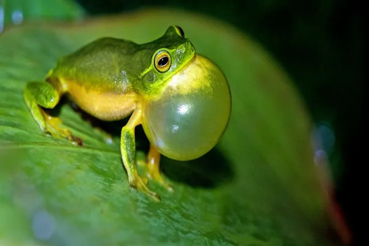 Nənə 8 diri qurbağanı  uddu: SƏBƏB
