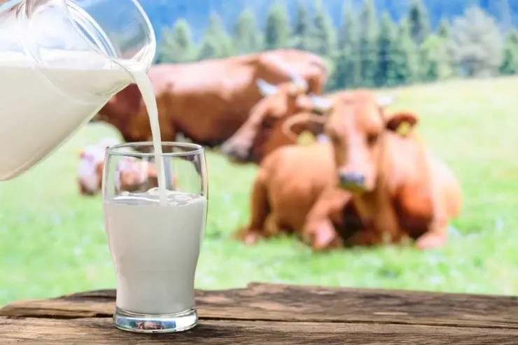 Marketdə satılan paketlənmiş,  yoxsa qapıdan alınan inək südü? - Bu halda təhlükəlidir 