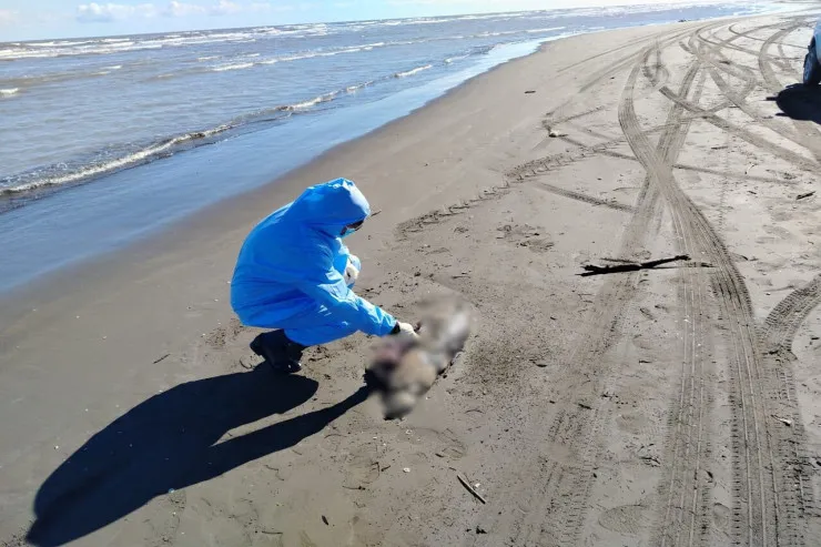 Xaçmazda dəniz sahilində suiti cəsədləri tapıldı - YENİLƏNİB 