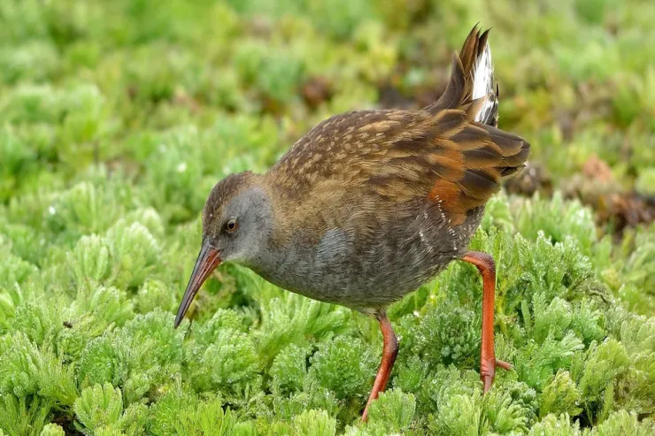 Planetin ən sirli quşu 