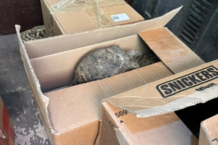 Bakının məşhur kafesində tısbağalar  aşkarlandı