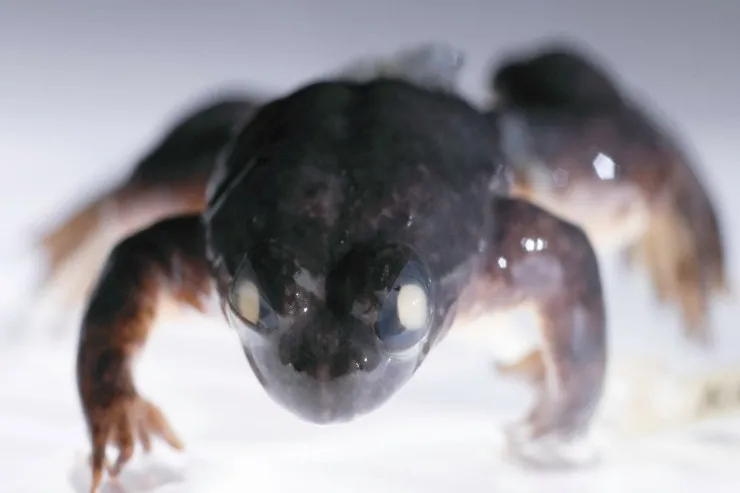 Ağzından  “doğuş”  edib, mədəsində yumurta daşıyan yeganə heyvan -  Nəsli tükəndi  