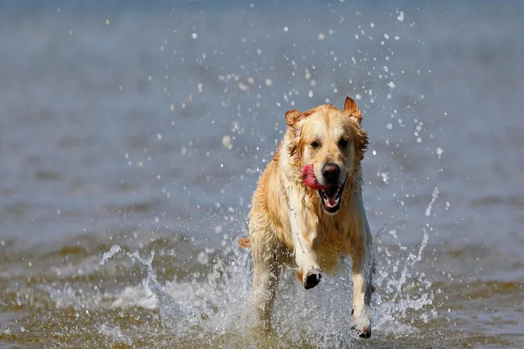 İtiniz sizə görə yatmır: emosiyalar heyvanlara necə təsir edir? 