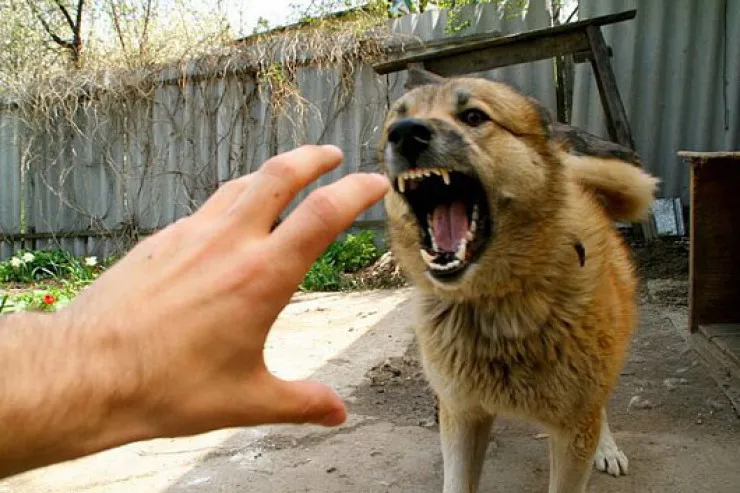 Heyvan başqasına zərər vurursa, sahibi ödəməyə borcludur? - CAVAB 
