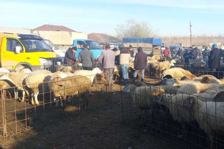 Türkiyədə heyvan bazarları  bağlandı: AQTA-dan Azərbaycanla bağlı  XƏBƏRDARLIQ