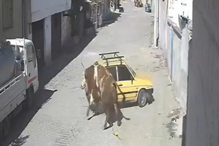 Tövlədən qaçan qəzəbli öküz “VAZ 2109”u parçaladı - VİDEO 