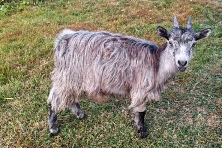Barışmaq üçün sevgilisinə keçi oğurlayıb  verdi