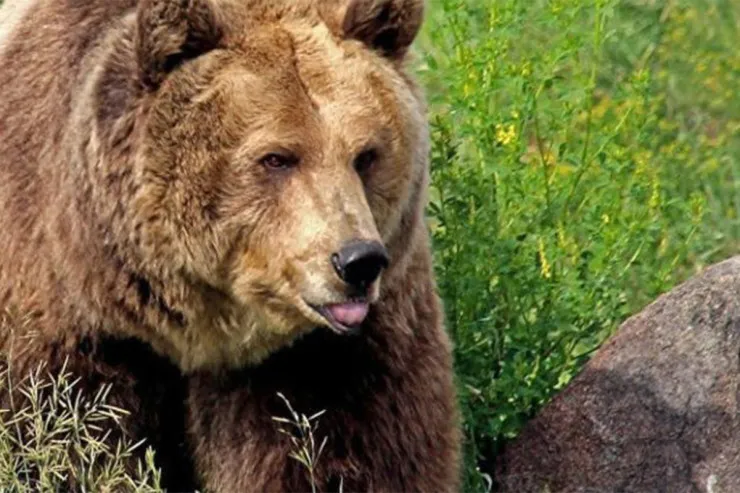 Naxçıvanda ayı insanlara hücum etdi -Xəsarət alan var 