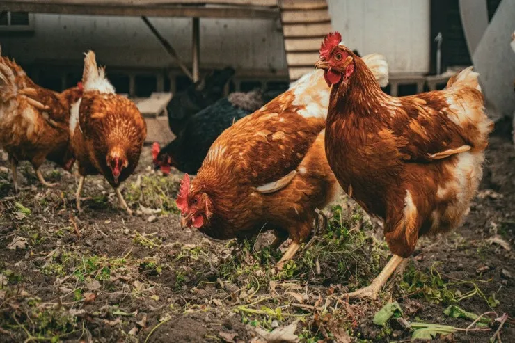 Toyuqlarınız  yumurtlamırsa,   bunu edin -  Sadə həll  