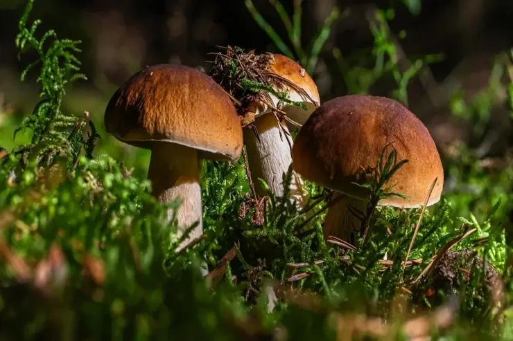 Payızda hansı göbələkləri  toplamaq olar?