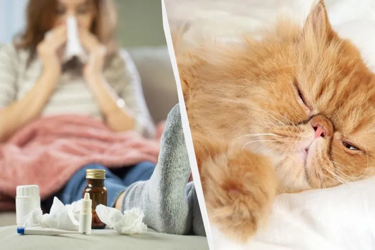 Pişiklər insandan soyuqdəyməyə  yoluxa bilərmi?