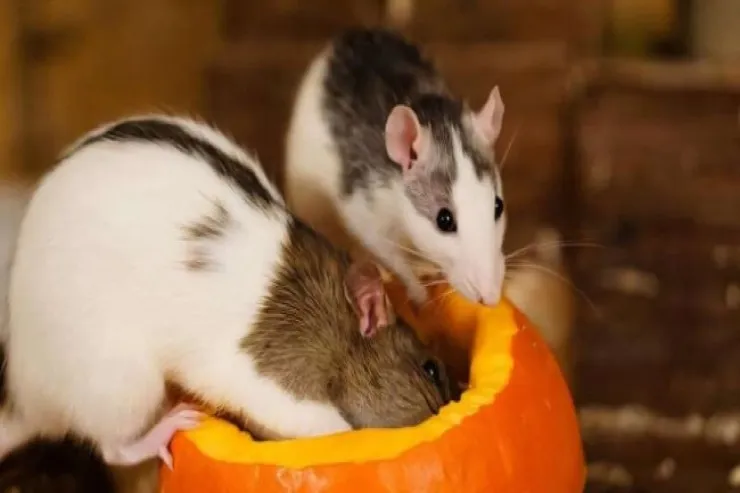 Siçovullardan insanlara keçən nadir virus  aşkar edildi