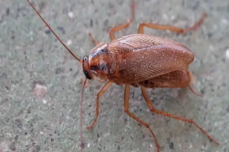 Qadının tarakanı öldürmək cəhdi  FACİƏYƏ çevrildi 