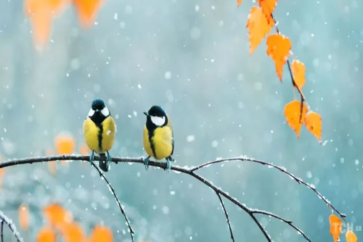 Bakıda hava çiskinli olacaq,  bu yerlərə yağış yağacaq  - Sabahın PROQNOZU 