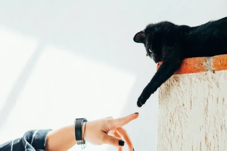 TEST:  Həyatda risk etməyə  meyllisiniz?