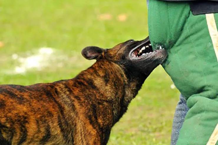 Lerikdə 47 yaşlı kişini it dişlədi 