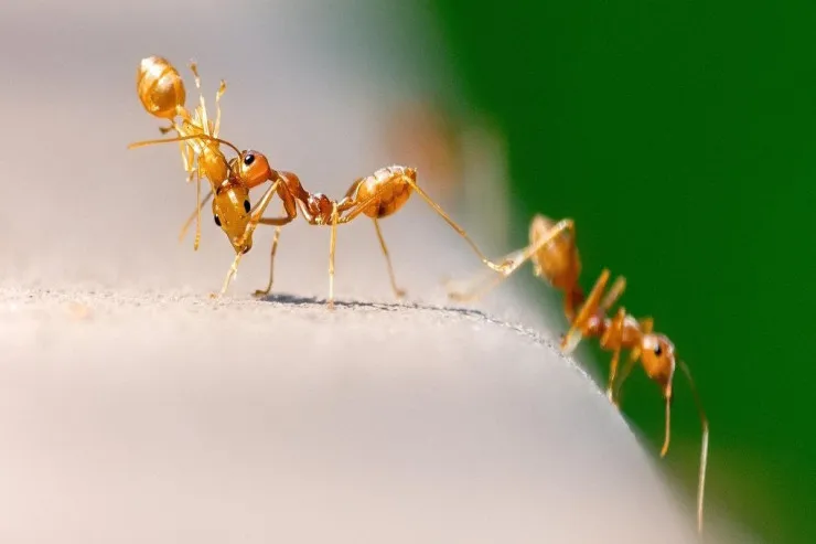 Qarışqalar epidemiyaların  qarşısını ala bilər - bunu necə edirlər? 