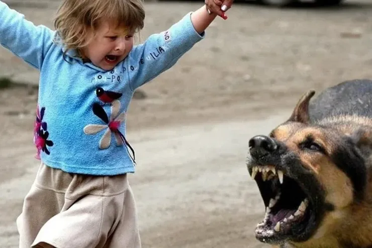 İtlər 10 yaşlı uşağı parçaladı 