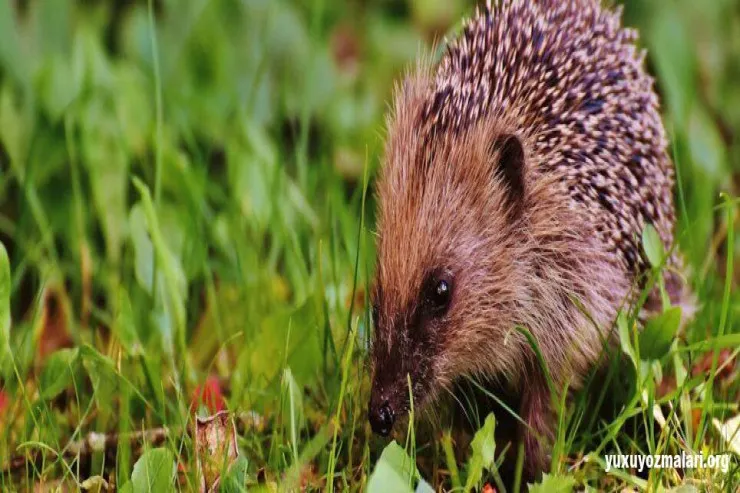 Yuxuda kirpi  görmək nə deməkdir?