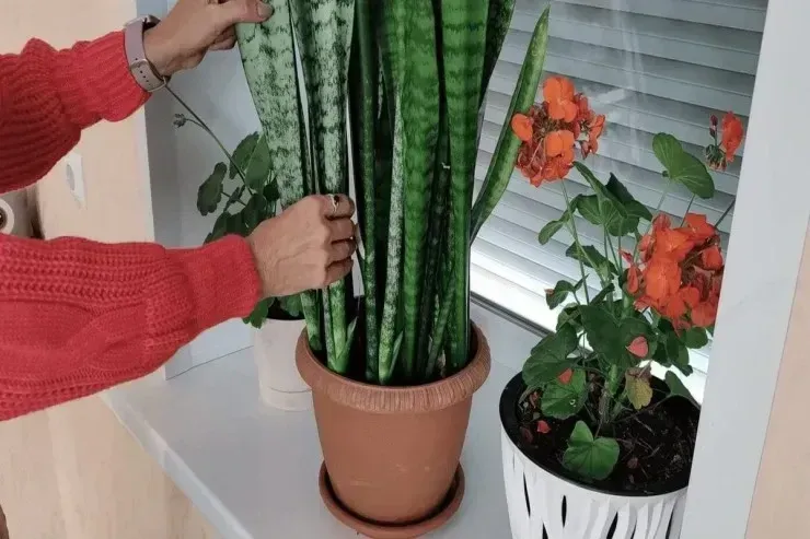 Kif və tozu  aradan qaldırır: Bu otaq bitkisi evinizdəki havanı təmizləyəcək 