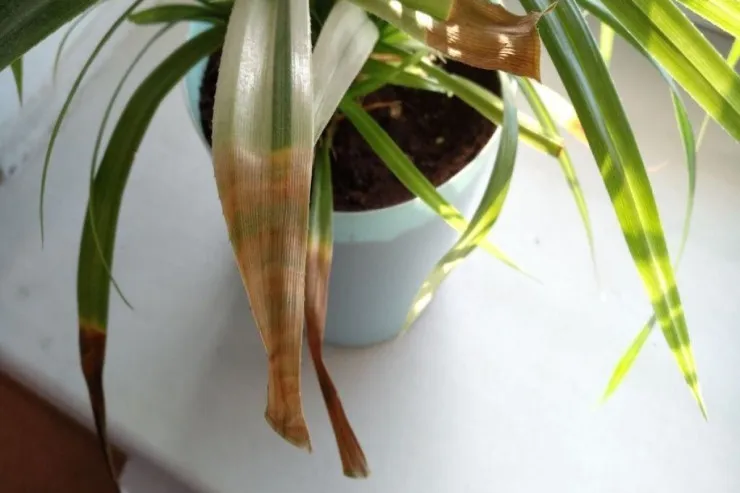 Ev bitkilərinin yarpaqları niyə saralır?  Onları xilas etməyin  yolu