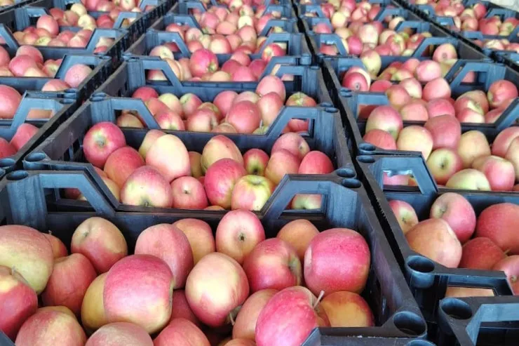 Azərbaycandan Türkiyəyə göndərilən 163 ton  alma məhv edildi 