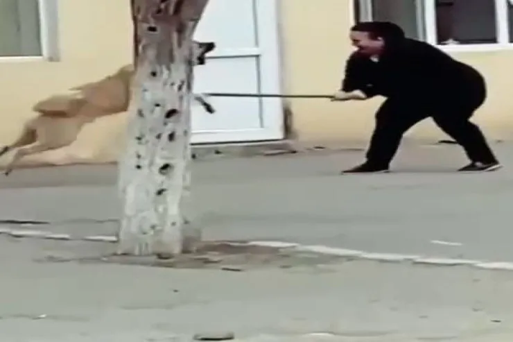 Goranboyda məktəbdə it qadına hücum etdi
