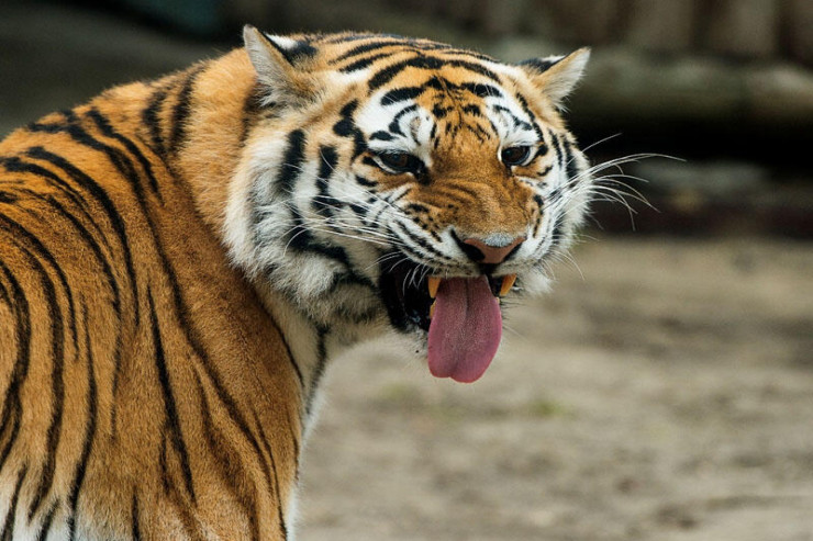 Pələng göbələk yığan 65 yaşlı kişini yedi 