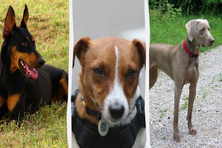 Hansı itlər əsl ovçudurlar? - “kəşfiyyatçı” 7 cins 