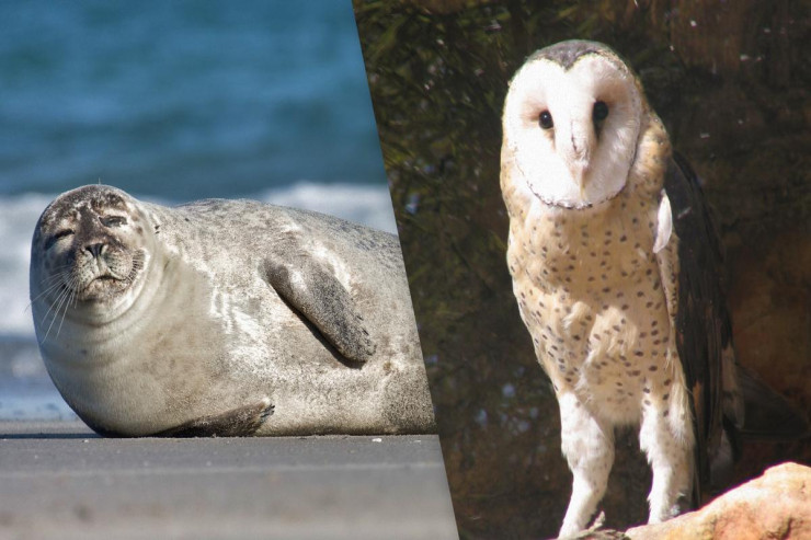 Hansı heyvanların qulaqları  ən iti eşidir?