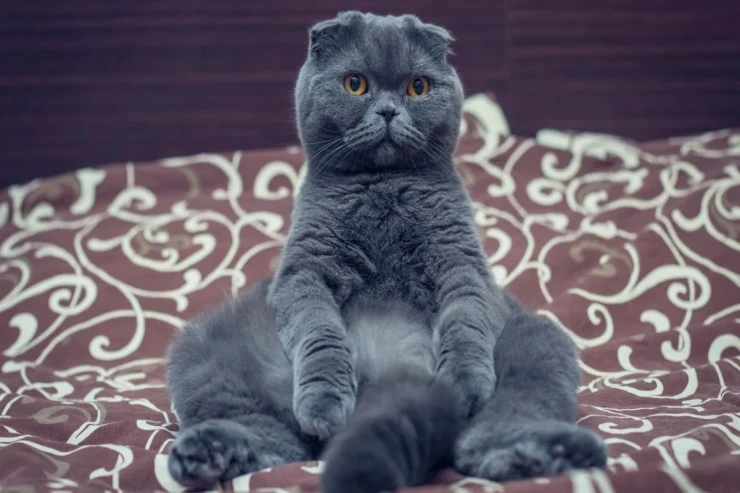 Pişiklər  musiqini sevirlərmi?