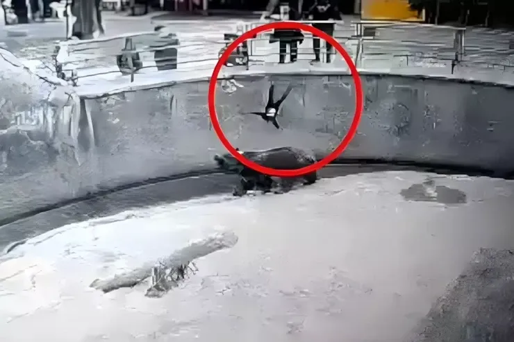 Qızını əvvəllər heyvanxanada  ayı qəfəsinə atan ana   bıçaqlayıb öldürdü