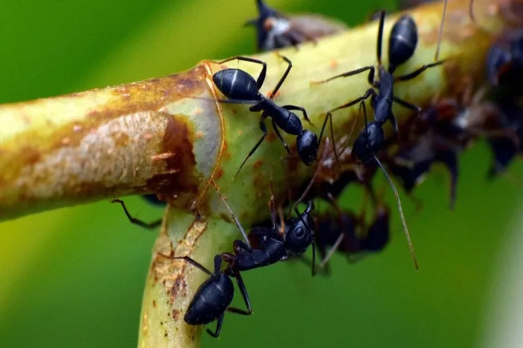 Bütün planeti zəbt etmiş canlı 