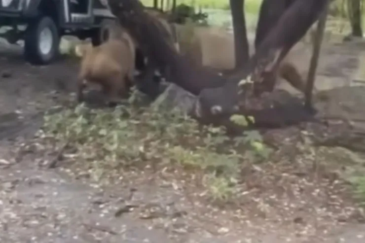 Bir dəstə şir maşından düşən kişini parçaladı - HƏSSAS GÖRÜNTÜLƏR 