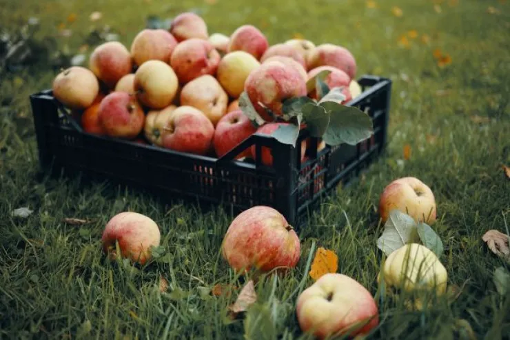 Almaların qış boyu təzə qalması üçün ən yaxşı saxlama ÜSULLARI 