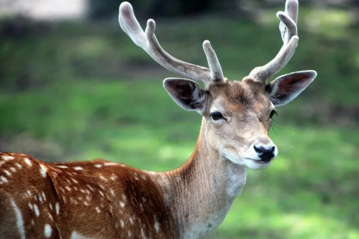 Yuxuda maral  görmək nə deməkdir?