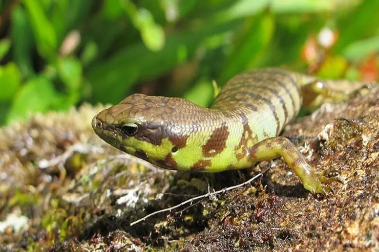 Unikal zəhərli heyvan: qanı və sümükləri yaşıldır 
