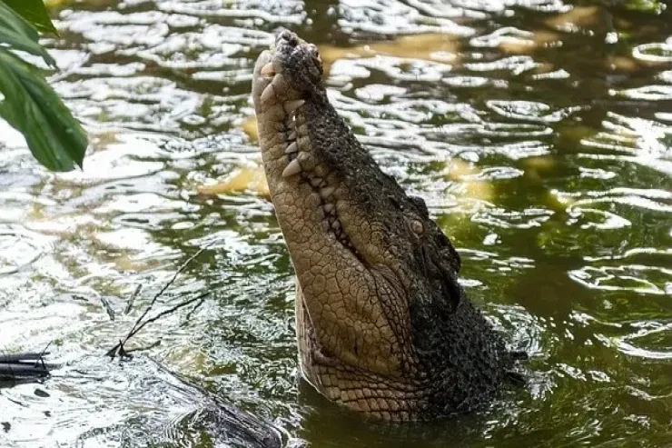 Çaya çimməyə gedən  80 yaşlı qadını timsah  apardı
