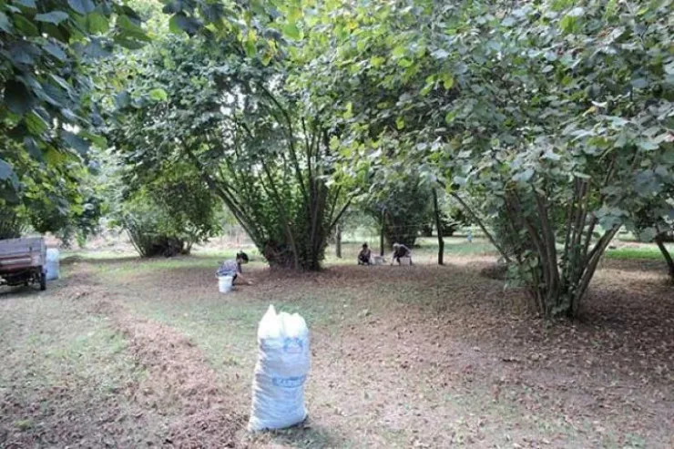 Zaqatalada fındıq bağında  meyit tapıldı